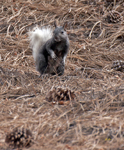 Kaibab Squirrel 2674